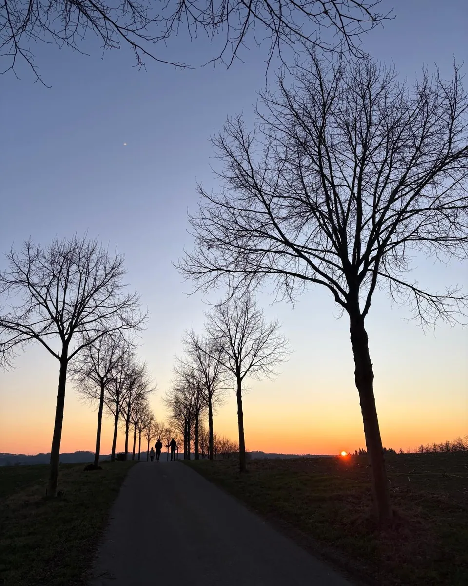 Eine Allee im Morgenlicht, der Weg führt geradeaus zwischen kahlen Bäumen auf die aufgehende Sonne zu